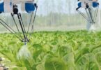 Robotic sprayers in a smart greenhouse misting rows of leafy green vegetables.