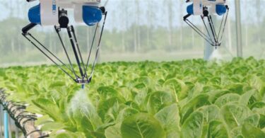 Robotic sprayers in a smart greenhouse misting rows of leafy green vegetables.