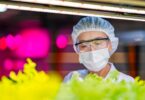 Scientist in protective gear examining fresh lettuce under LED grow lights in a vertical farming lab.