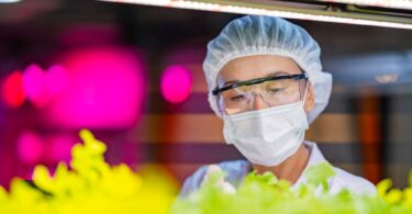 Scientist in protective gear examining fresh lettuce under LED grow lights in a vertical farming lab.