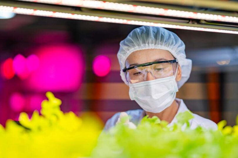 Scientist in protective gear examining fresh lettuce under LED grow lights in a vertical farming lab.