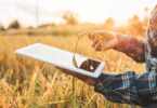 Farmer using a digital tablet to monitor crops in a field at sunset, symbolising smart farming and AgriTech innovation
