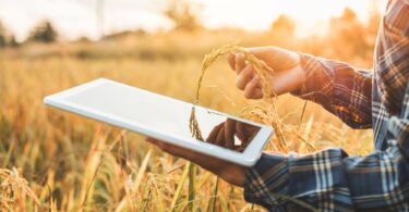 Farmer using a digital tablet to monitor crops in a field at sunset, symbolising smart farming and AgriTech innovation