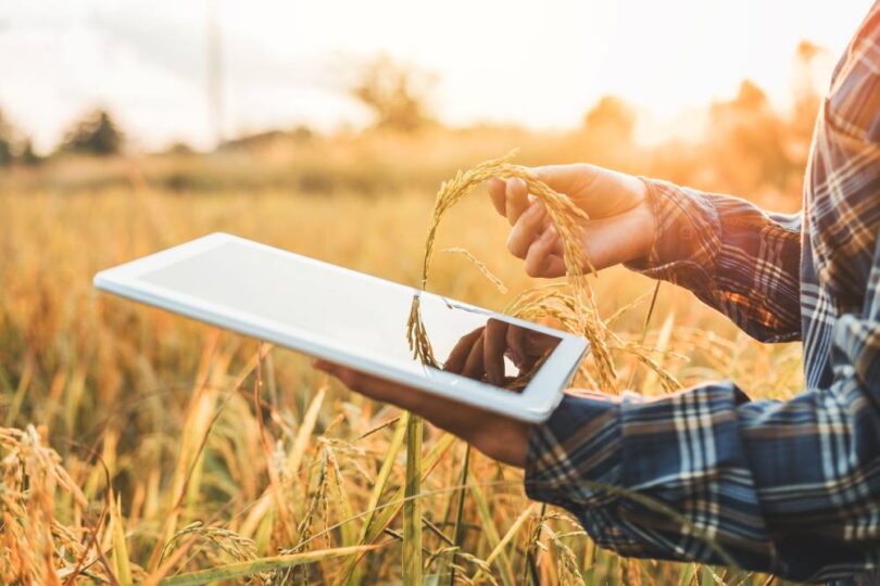 Farmer using a digital tablet to monitor crops in a field at sunset, symbolising smart farming and AgriTech innovation