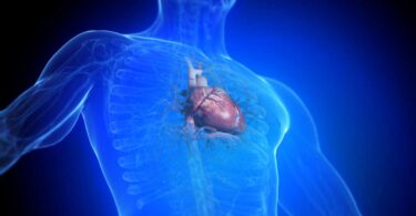 3D medical illustration showing the human heart inside the chest, representing cardiovascular disease and heart failure research